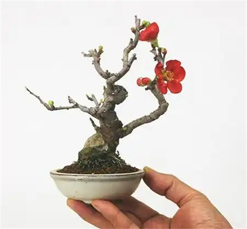 2025年12月24号出生男宝宝八字缺什么？是什么命查询？