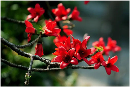 生辰八字看伤残病灾