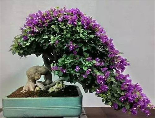 八字命理：辛未日柱人的命理情况