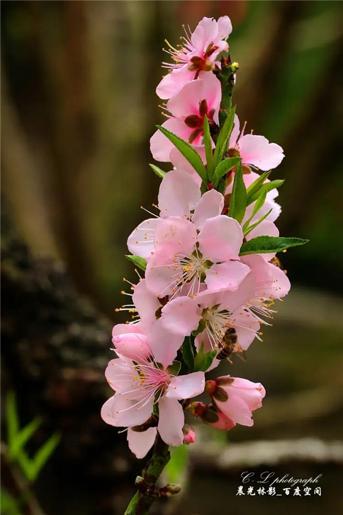 2026年2月13号出生女宝宝八字缺什么？是什么命查询？