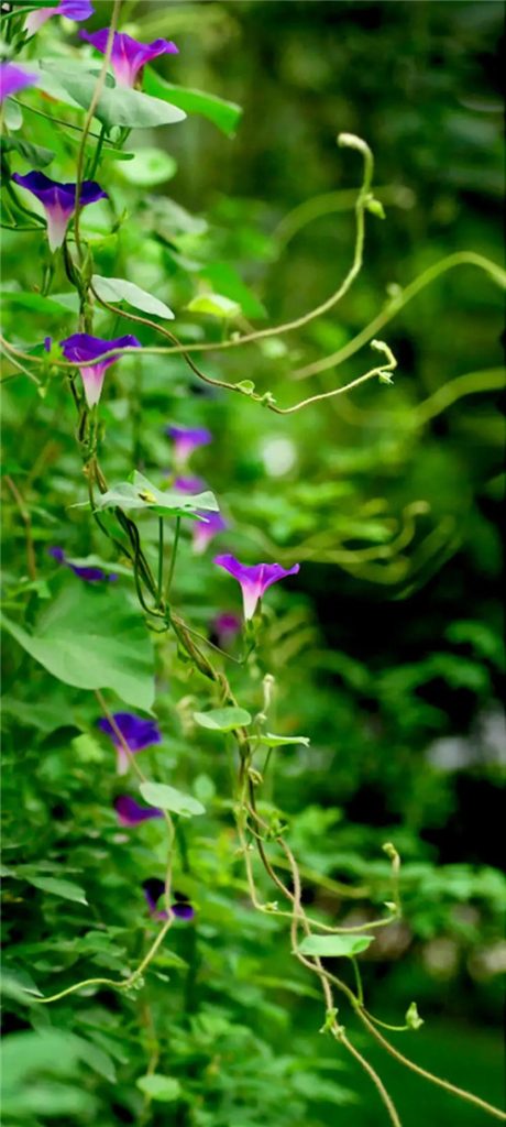 2026年2月15号出生女宝宝八字缺什么？是什么命查询？